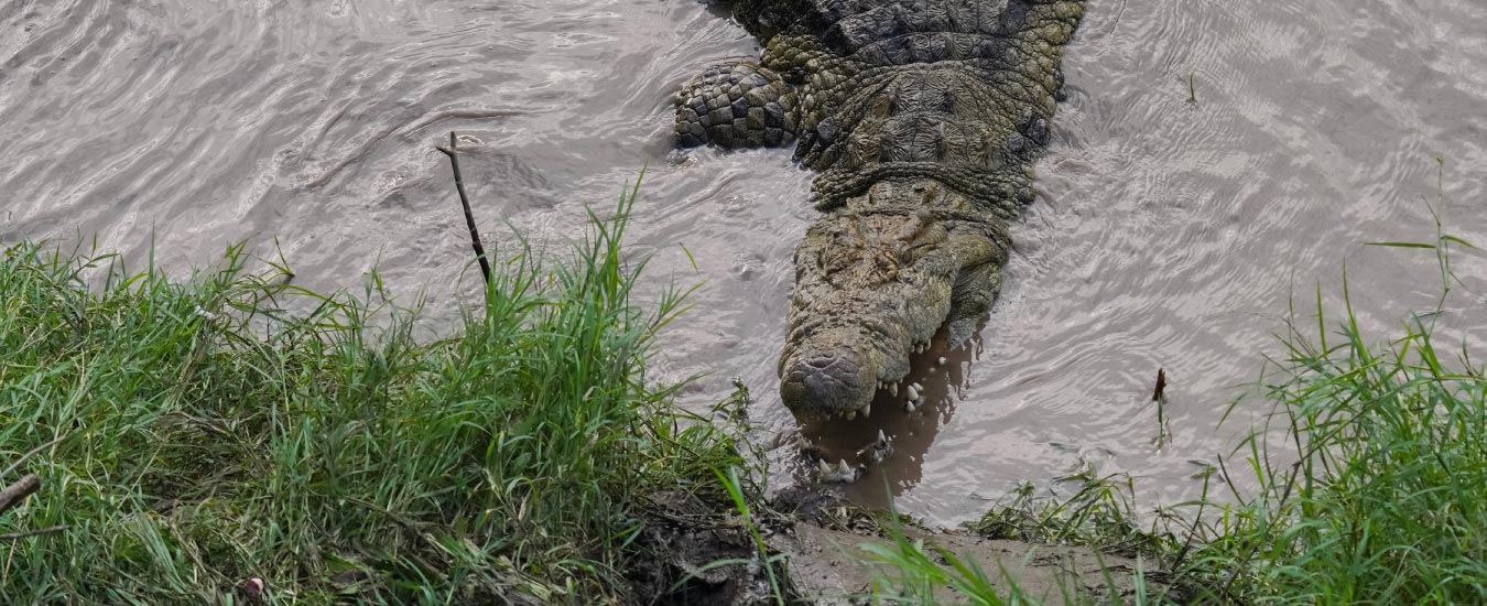 Visit to the Crocodile Farm